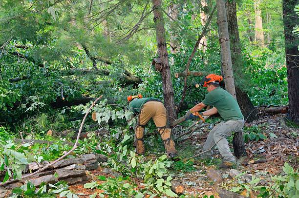 Best Tree Care Services  in Saukville, WI